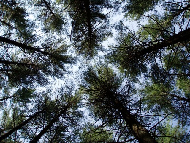 towering pines